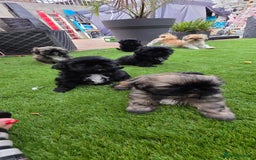 Shih Tzu dogs for sale: Imperial Shih-Tzu puppies-Ready for a new home   in Walsall - Image 2