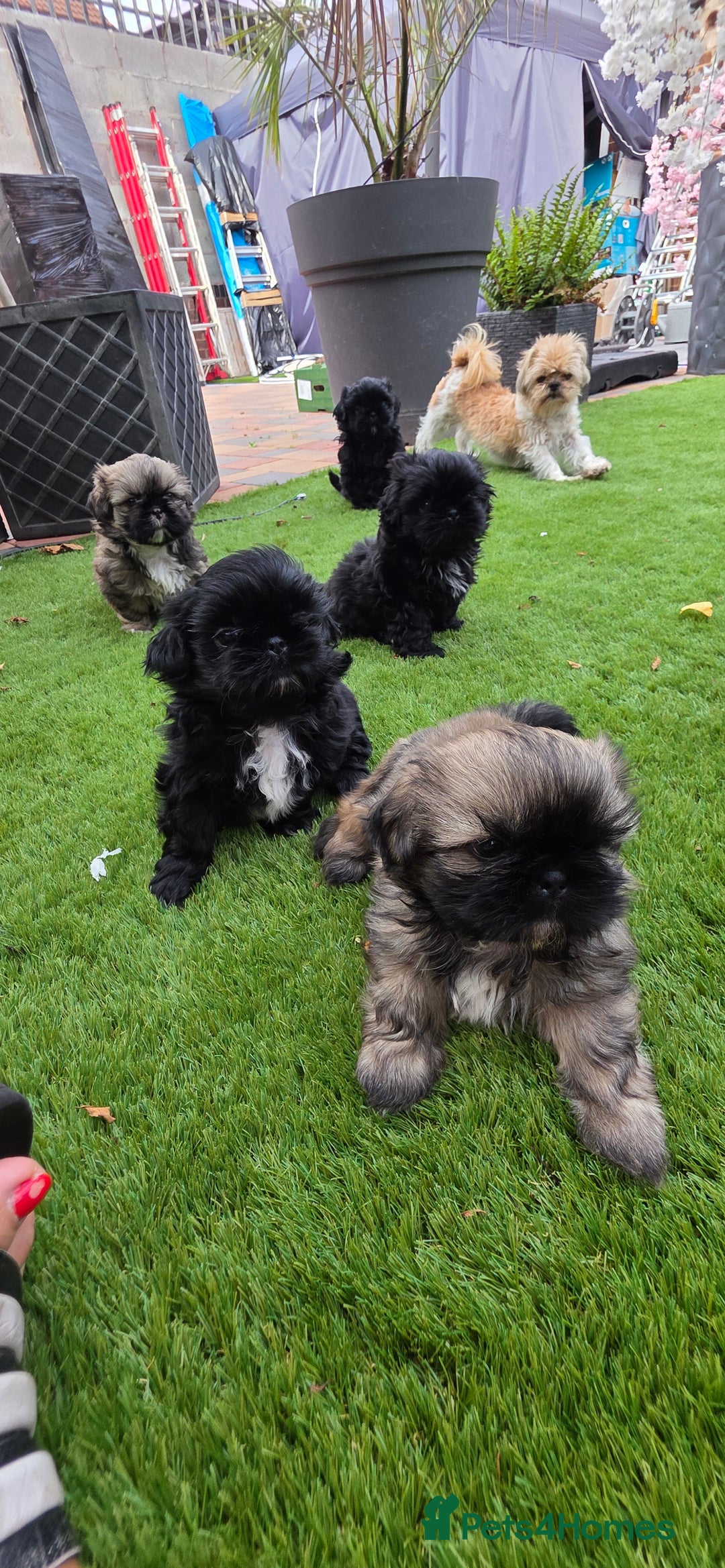 Shih Tzu dogs for sale: Imperial Shih-Tzu puppies-Ready for a new home   in Walsall - Image 2