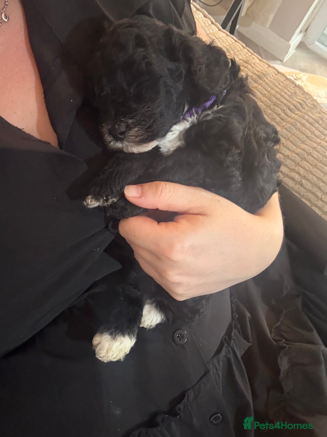 Cockapoo dogs for sale: 🐾ready to leave  black and white cockapoo - Image 19