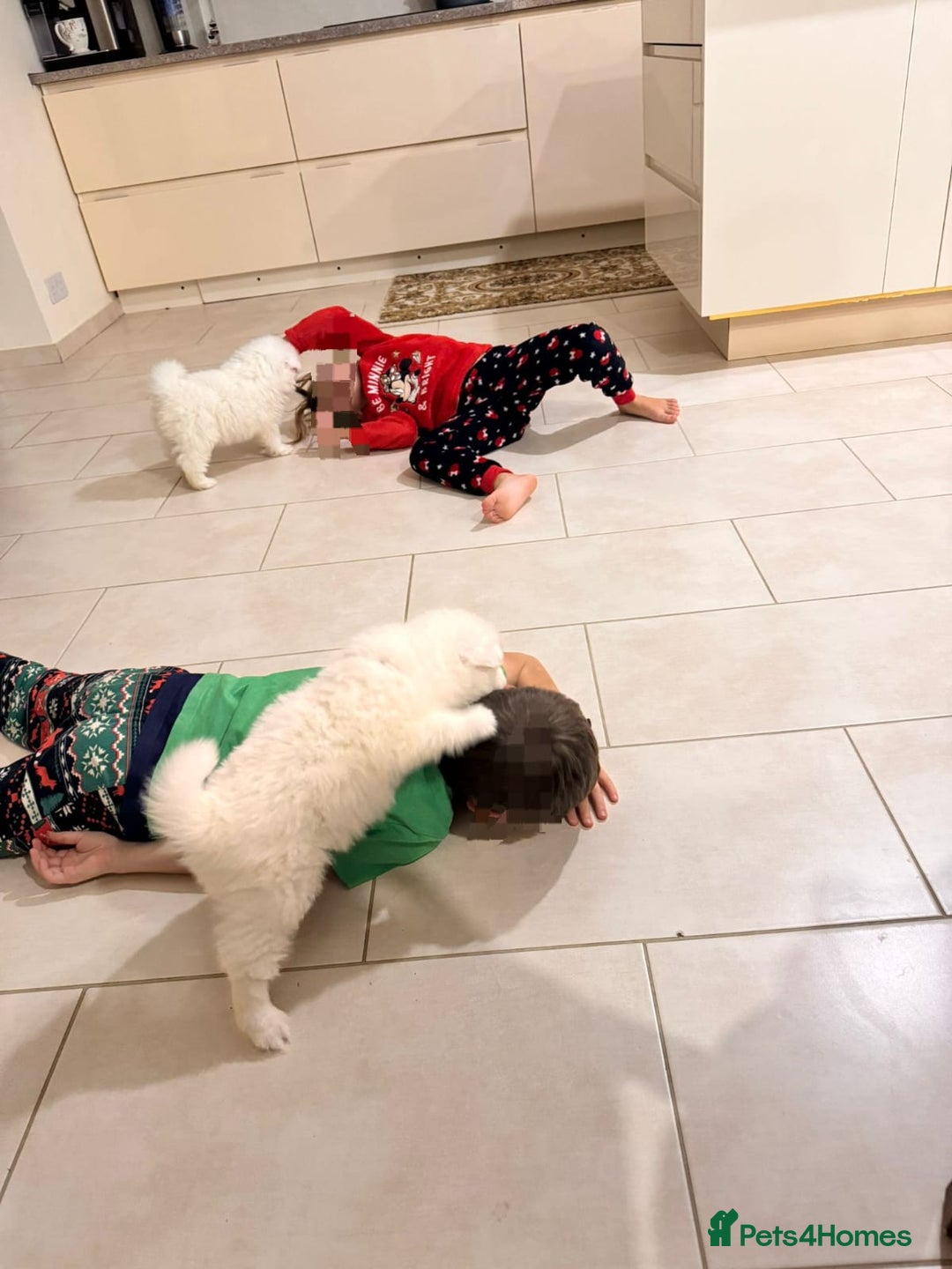 Samoyed dogs for sale: Lovely 4 GIRLS Samoyed puppy - Advert 10