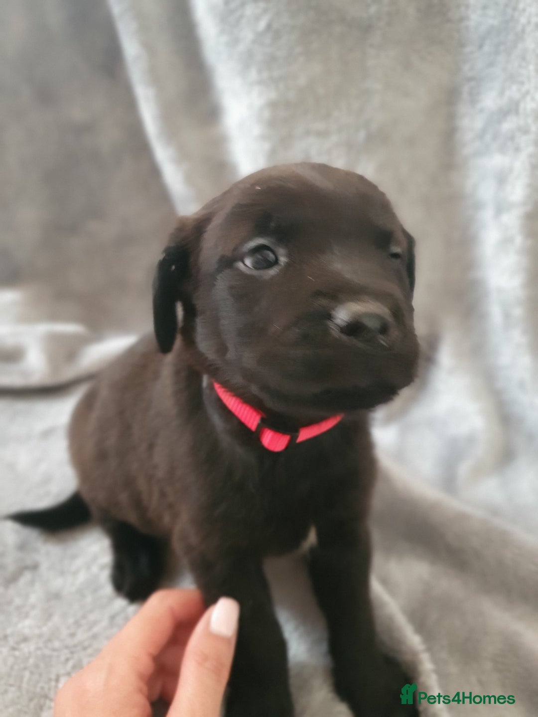 Mixed Breed dogs for sale: Beautiful mixed labrador rottweiler puppies  - Image 12