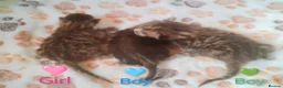 Bengal cats for sale: Bengal kittens  in Peterborough - Advert 4