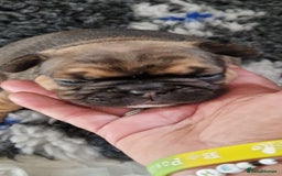 French Bulldog dogs for sale: French bulldogs  - Image 4