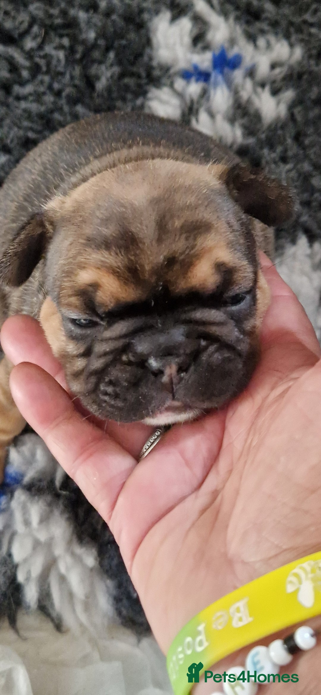 French Bulldog dogs for sale: French bulldogs  - Image 4