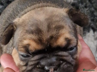 French Bulldog dogs - Advert 2