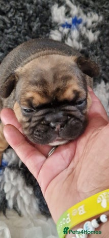 French Bulldog dogs - Advert 2