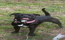 Mixed Breed dogs for sale: Staffie cross American bulldog chunky puppy’s  - Image 1