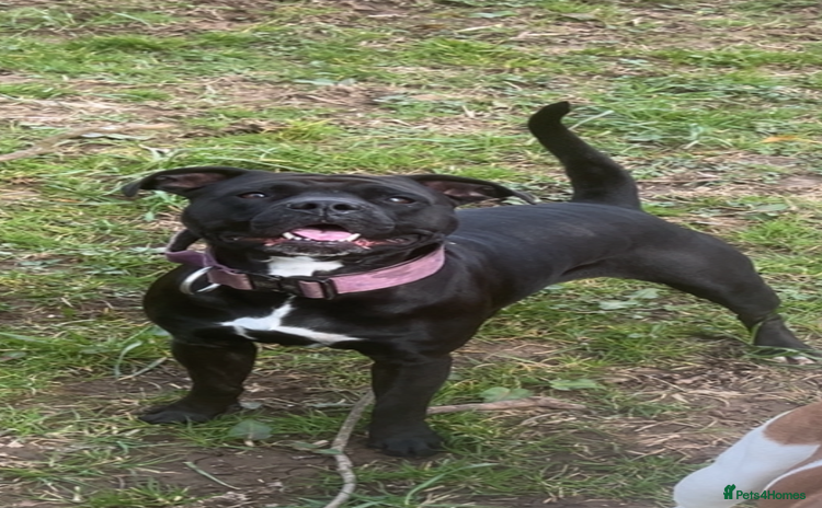 Mixed Breed dogs - Advert 1