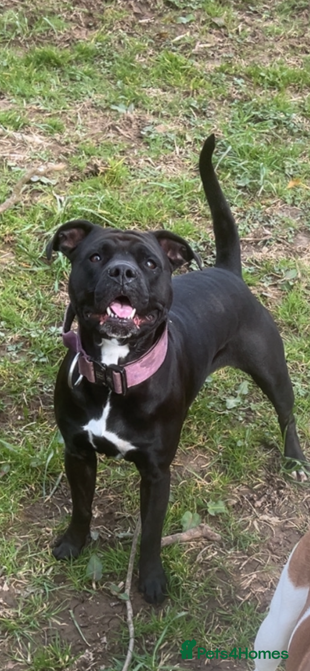 Mixed Breed dogs for sale: Staffie cross American bulldog chunky puppy’s  - Image 1