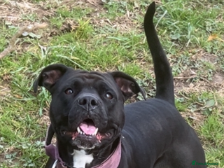 Mixed Breed dogs - Advert 1