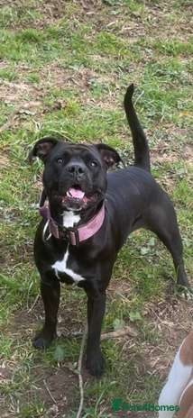 Mixed Breed dogs - Advert 1