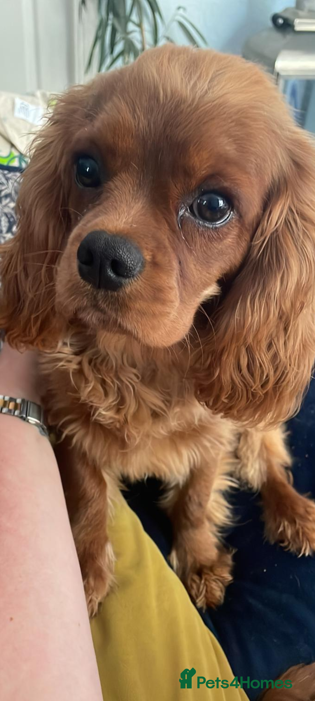 Gallery Image {{count}}