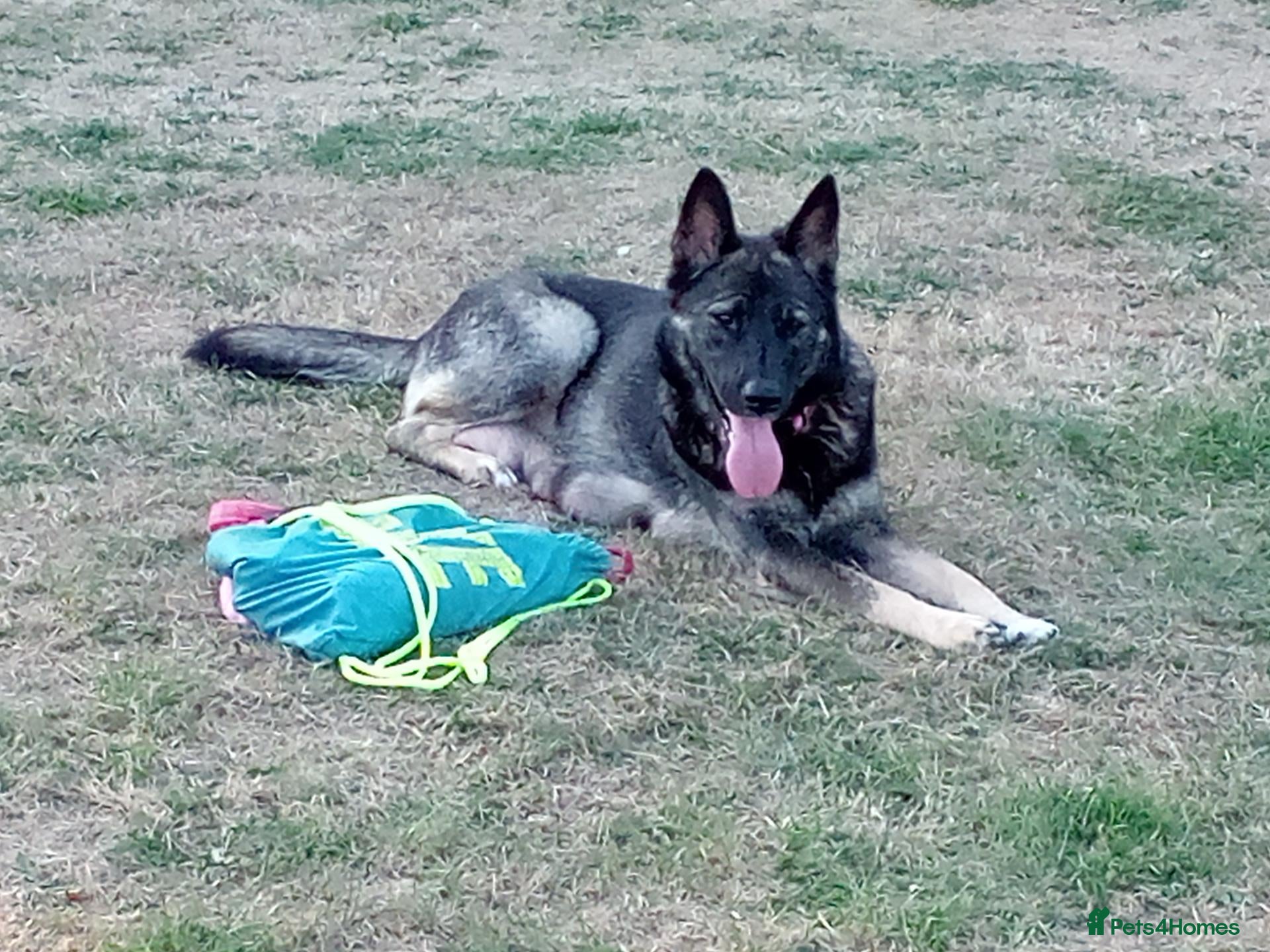 Mixed Breed dogs F1B Shepkita shepherd puppies ready to leave  - Advert 3