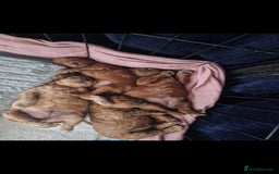 Cockapoo dogs for sale: Adorable red f1b toy cockapoos  - Advert 7