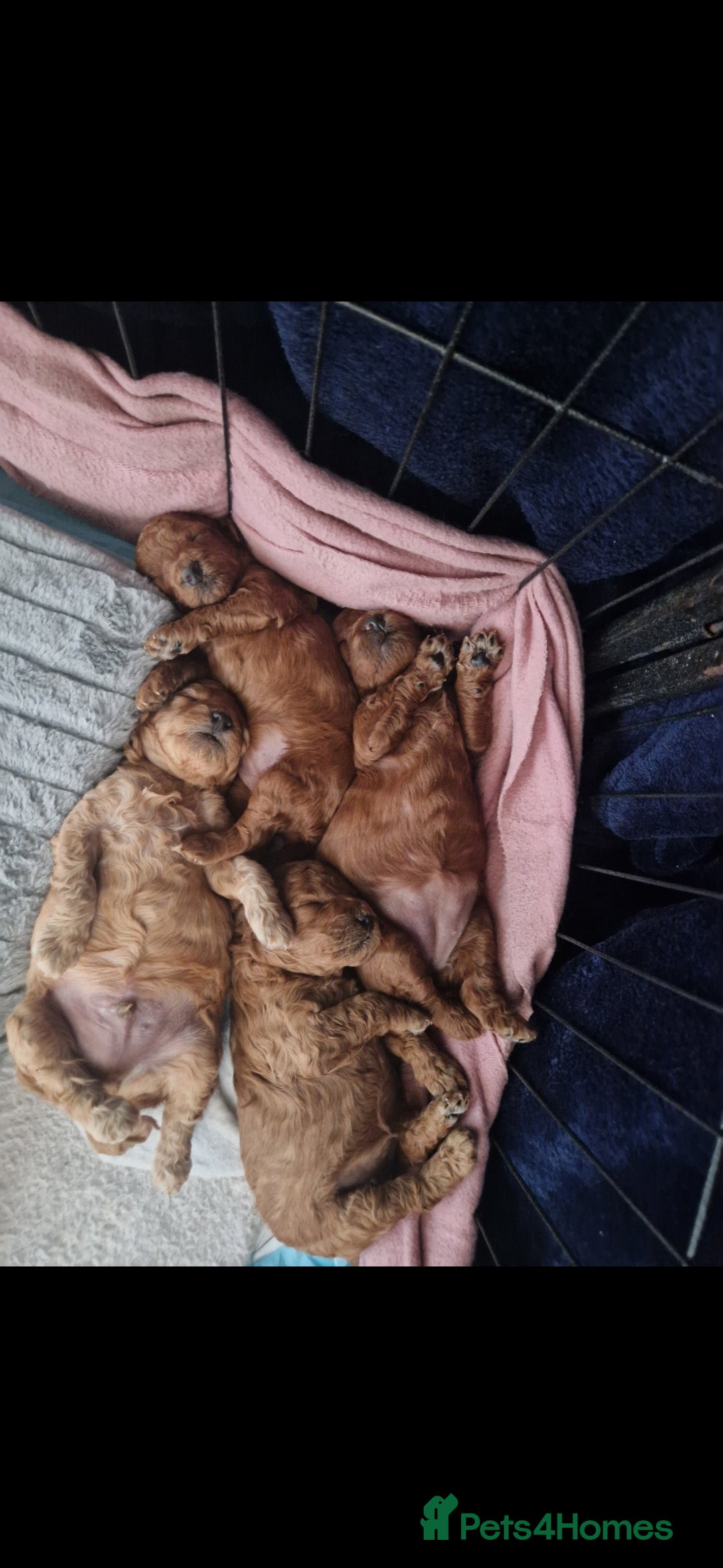 Cockapoo dogs for sale: Adorable red f1b toy cockapoos  - Advert 7