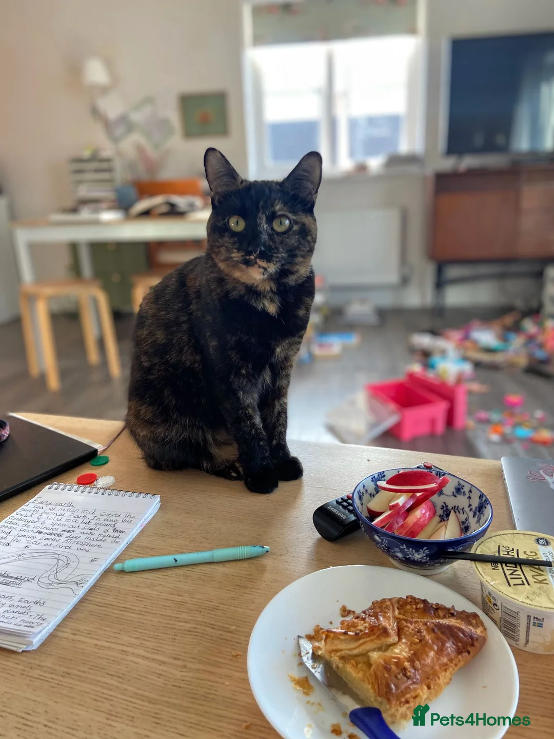 British Shorthair cats for sale: BSH Tortie 2 Years Old: Poppy - Advert 2