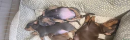 Miniature Dachshund dogs for sale: Adorable KC Registered Miniature Dachshund Puppies - Advert 15