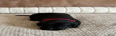 Labrador Retriever 1