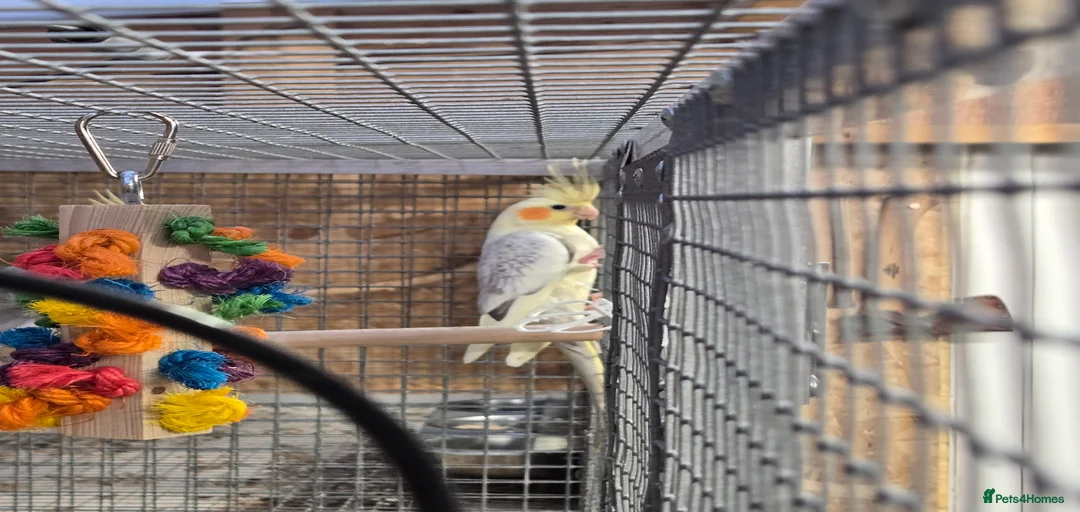 Gallery Image {{count}}