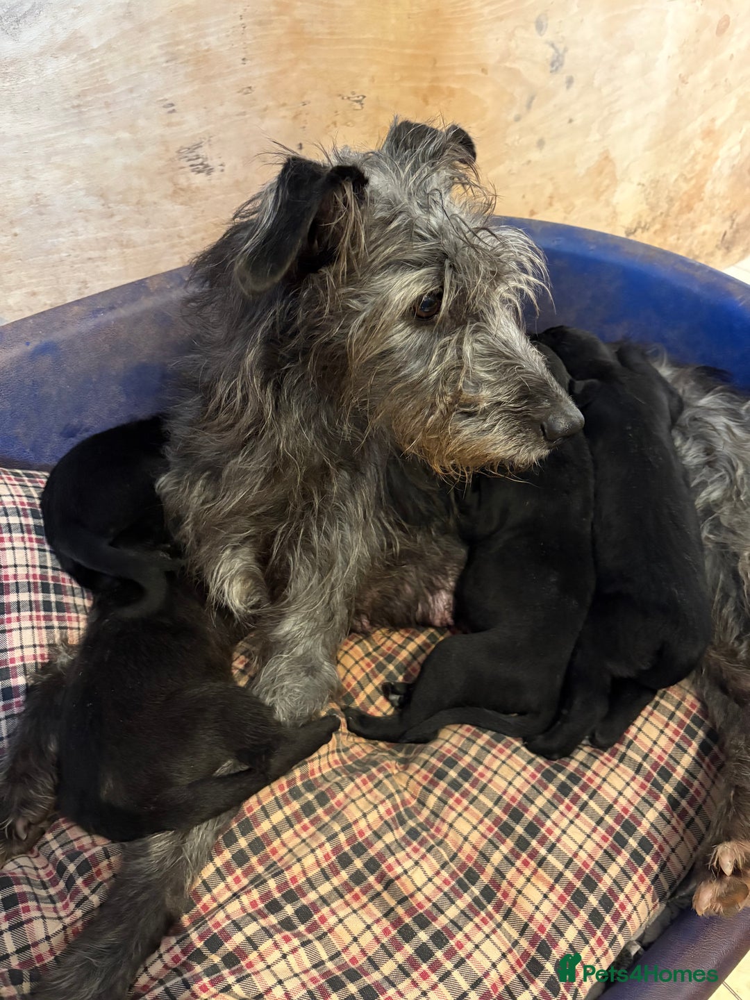 Mixed Breed dogs for sale: Whippet x Bedlington x mixed breed - Advert 9