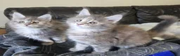 Maine Coon cats for sale: Stunning TICA registered girls - Advert 9