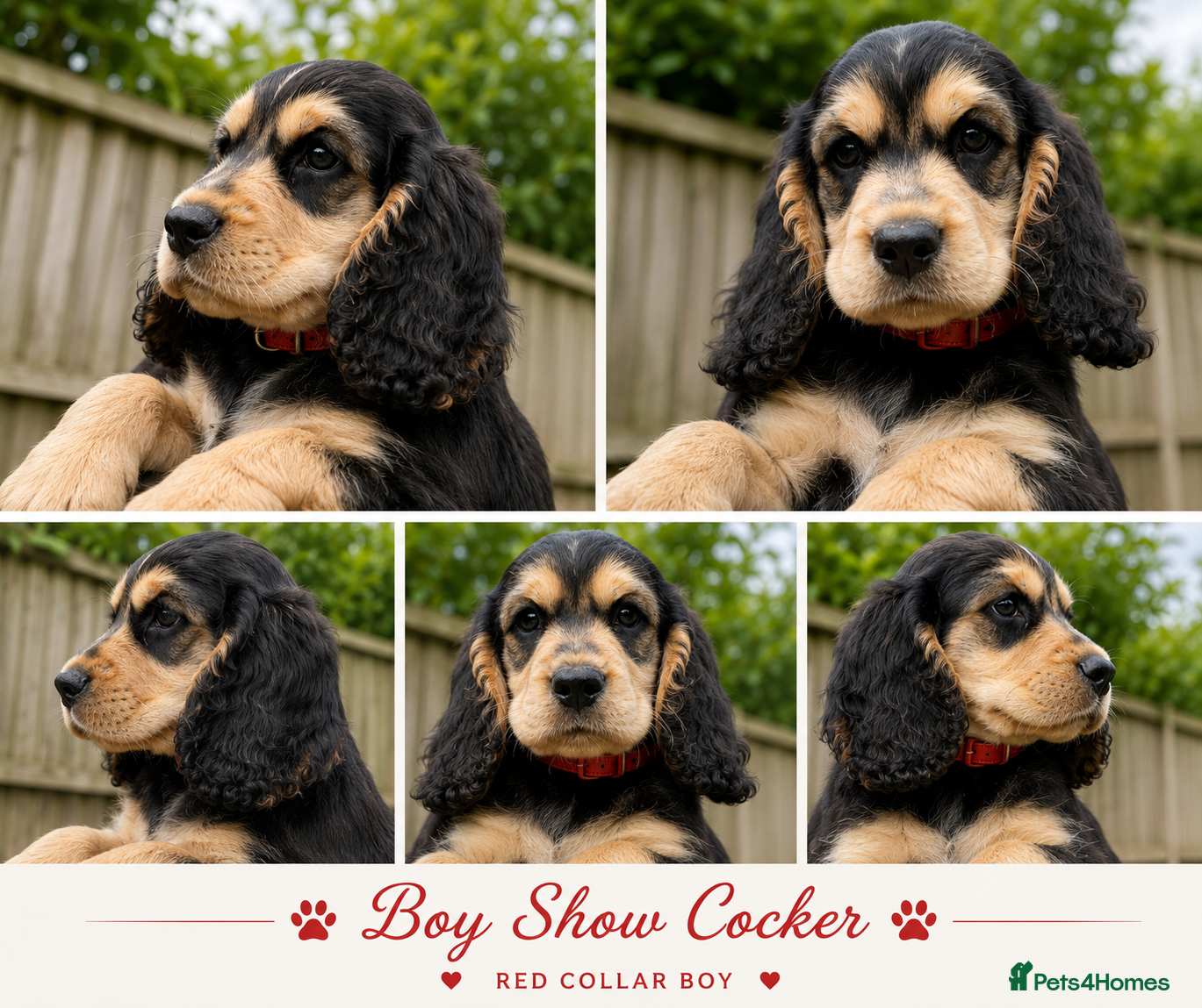 Cocker Spaniel dogs  🚨READY NOW 🚨1 BOY left REDUCED final reduction - Advert 16