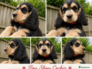 Cocker Spaniel dogs 🚨READY NOW 🚨1 BOY left REDUCED final reduction - Advert 16