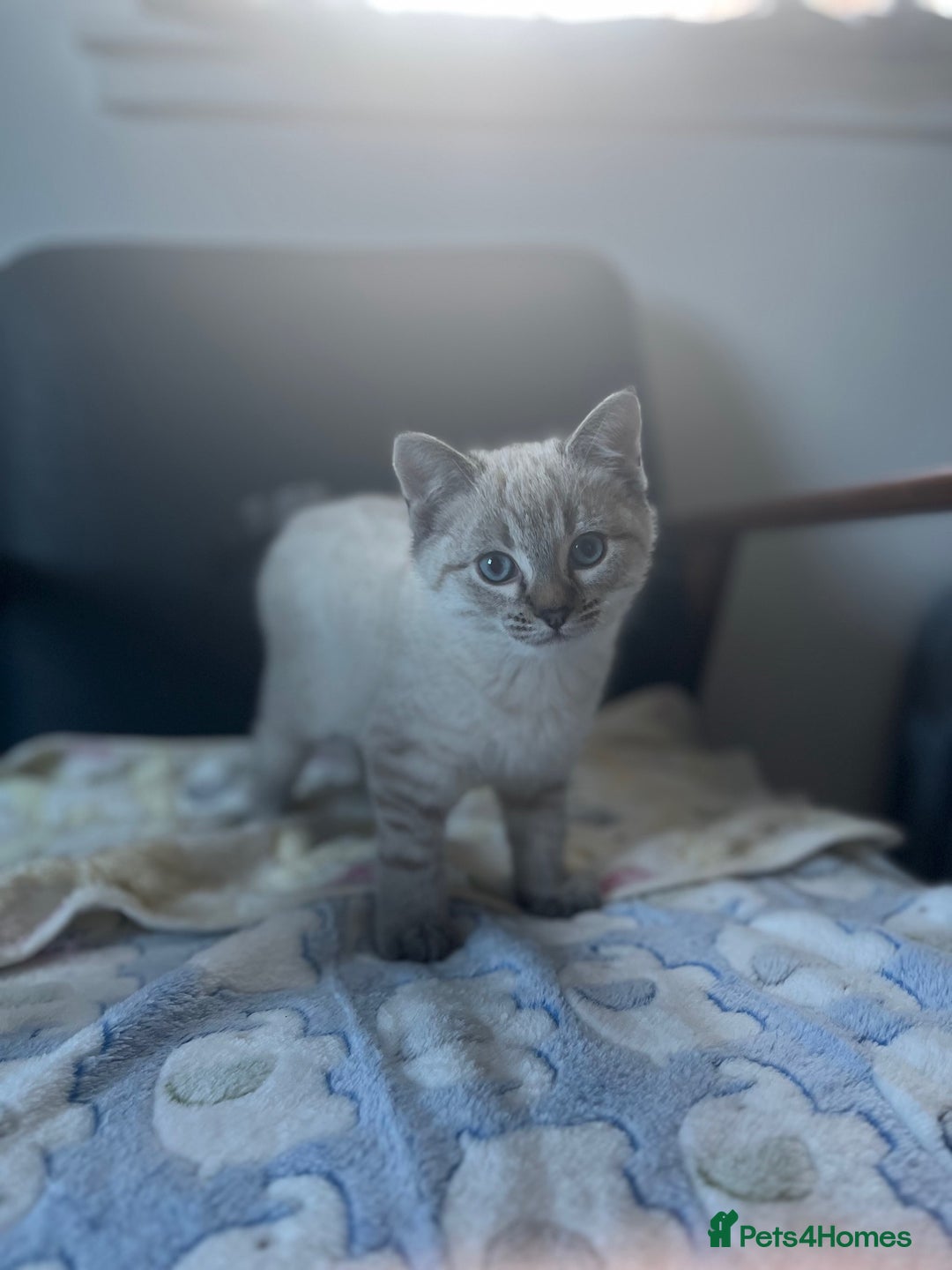 British Shorthair cats for sale: BRITISH SHORTHAIR KITTENS - Advert 19