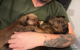 Mixed Breed dogs for sale: Doxiepoo puppys, Dachshund, Poodle - Image 9