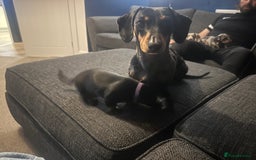 Miniature Dachshund dogs for sale: Little Legs, Big Hearts, Miniature Dachshunds x - Image 14