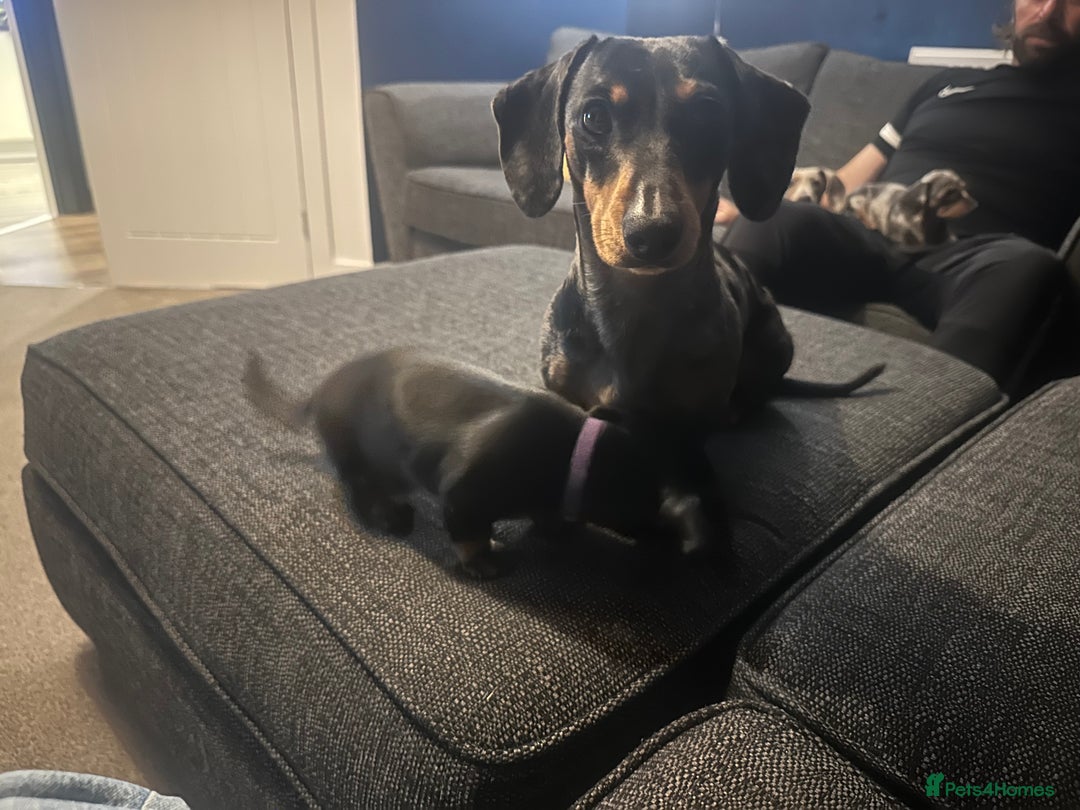 Miniature Dachshund dogs for sale: Little Legs, Big Hearts, Miniature Dachshunds x - Image 14