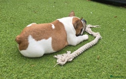 French Bulldog dogs for sale: Adorable Frenchie Puppies Seeking Forever Homes - Image 21