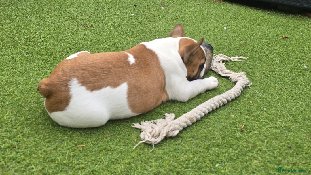 French Bulldog dogs for sale: Adorable Frenchie Puppies Seeking Forever Homes - Image 21