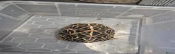Tortoise reptiles for sale: 3 x Female Indian Star tortoises - Advert 6