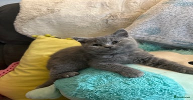 British Shorthair cats - Advert 6