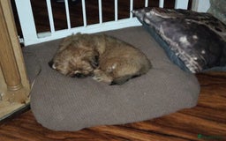 Shih Tzu dogs for sale: 1 boy available  - Image 4