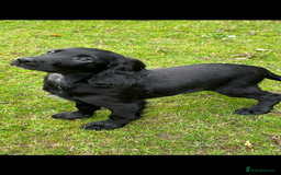 Cocker Spaniel dogs for sale: Working cocker spaniel puppies  - Image 2