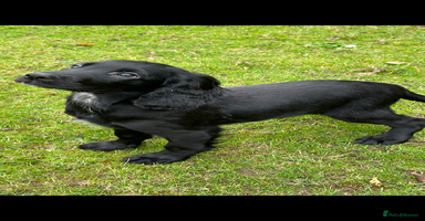 Cocker Spaniel dogs - Advert 8