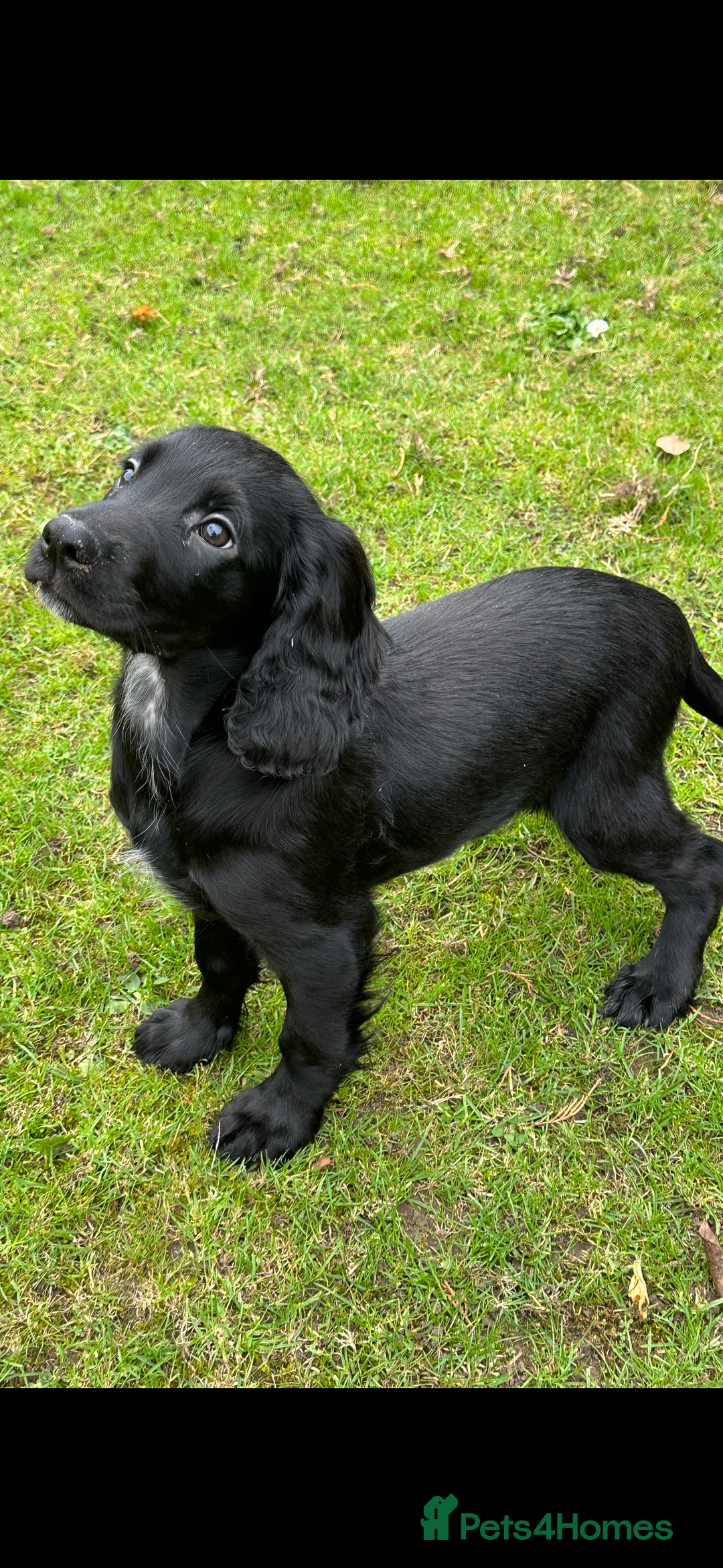 Cocker Spaniel dogs for sale: Working cocker spaniel puppies  - Image 2