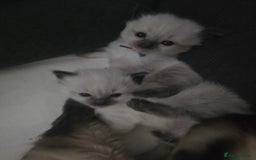 Ragdoll cats for sale: Ragdol KITTENS 😸 ♥️  - Image 8