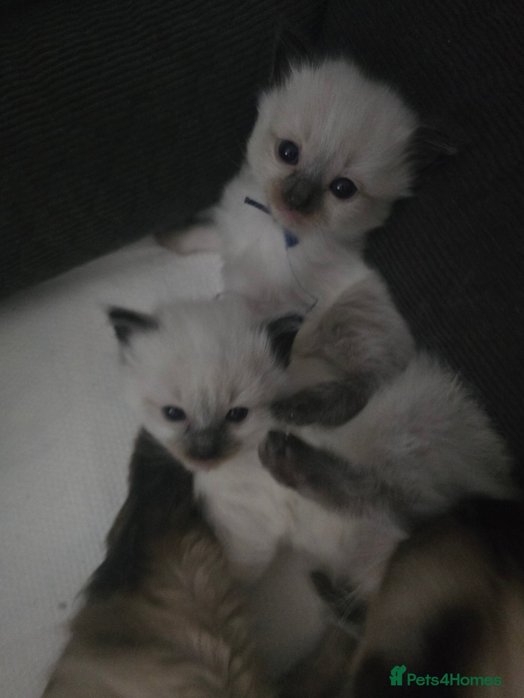 Ragdoll cats for sale: Ragdol KITTENS 😸 ♥️  - Image 8