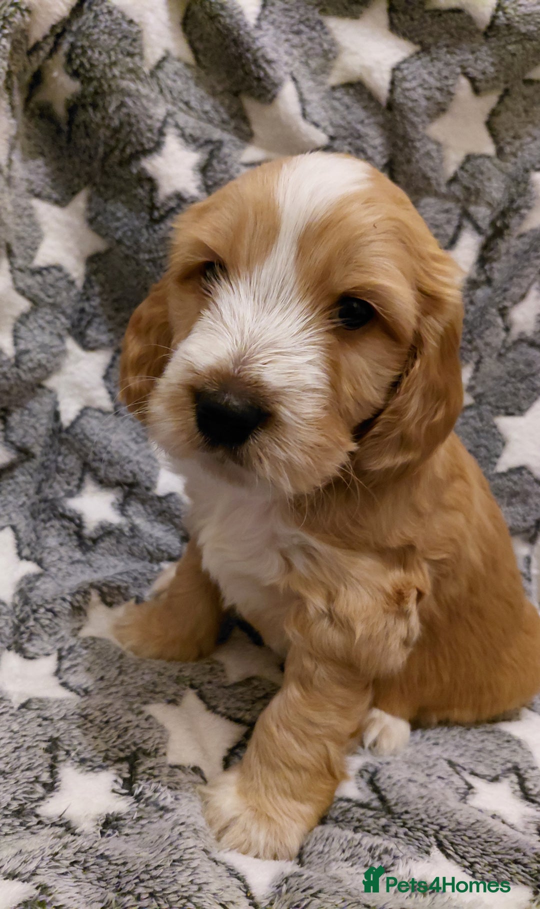 Mixed Breed dogs for sale: Australian Labradoodle puppies - Advert 14