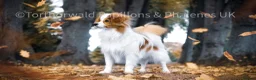 Papillon dogs for sale: HEALTH TESTED Papillon & Phalene  - Advert 29