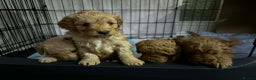 Cavapoo dogs for sale: Beautiful F1B Teddy Cavapoo Puppies - Advert 11