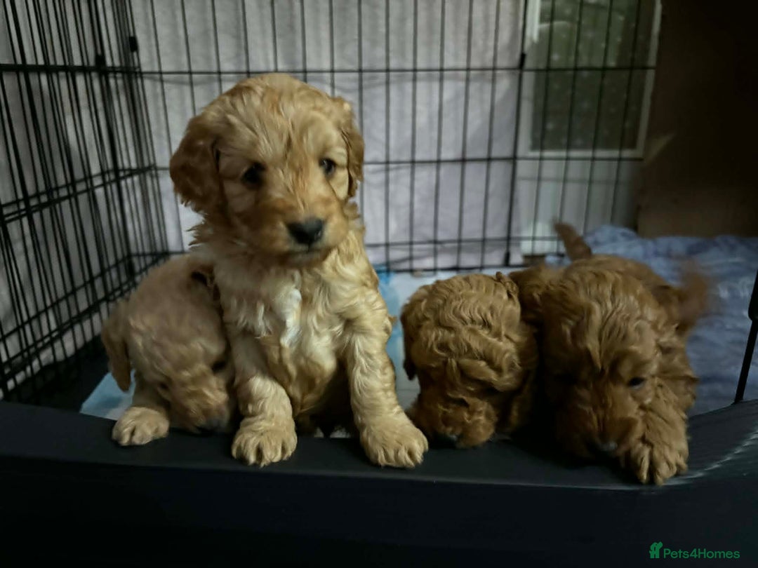 Cavapoo dogs for sale: Beautiful F1B Teddy Cavapoo Puppies - Advert 11