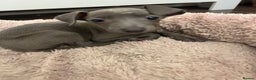 Italian Greyhound dogs for sale: Nina A Beautiful 7-Month-Old Italian Greyhound  - Advert 1