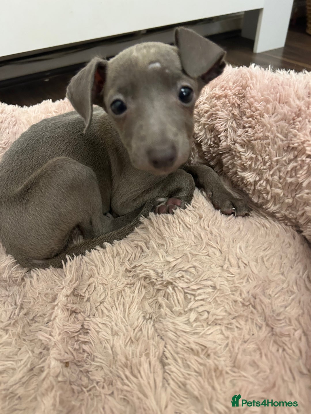 Italian Greyhound dogs for sale: Nina A Beautiful 7-Month-Old Italian Greyhound  - Advert 1