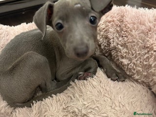 Italian Greyhound dogs Nina A Beautiful 7-Month-Old Italian Greyhound - Advert 3