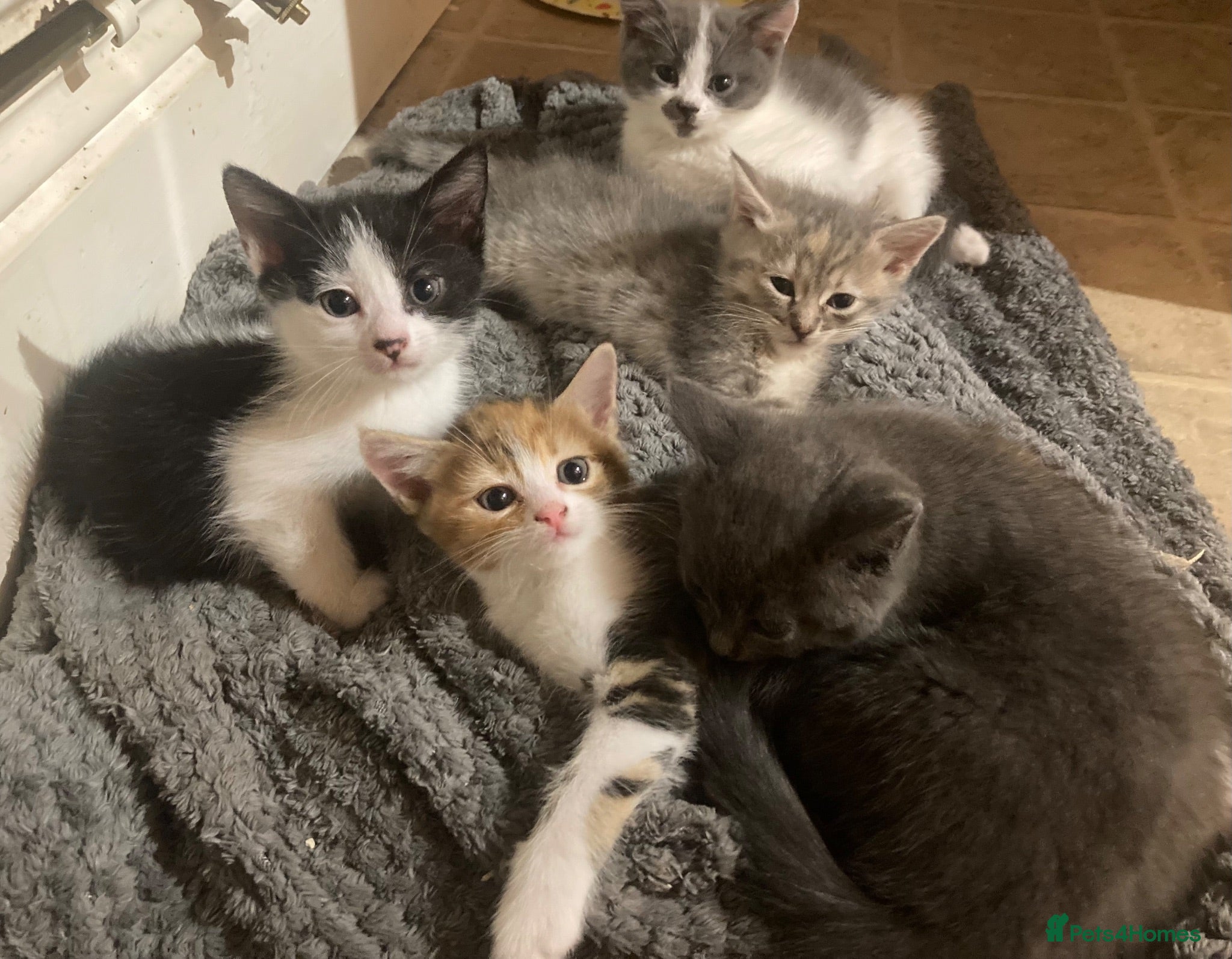 Mixed Breed cats Beautiful part British blue shorthair kittens  - Advert 1