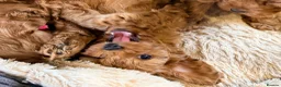 Cavapoo dogs for sale: Extensively health tested Toy F1 Cavapoo puppies - Advert 4